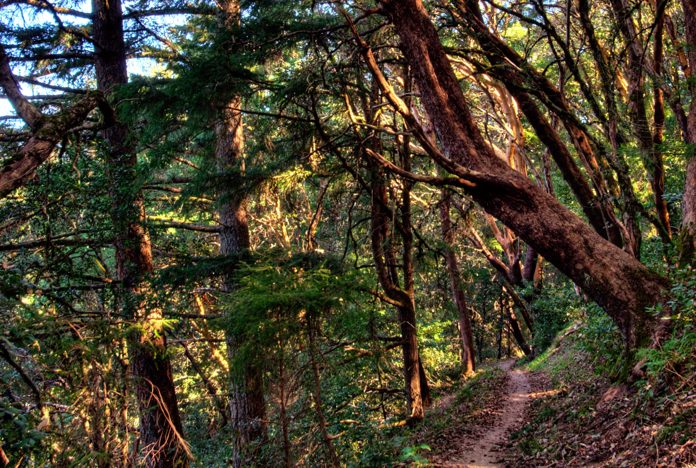 Purisima Creek redwoods trail